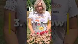 My Top 5 Perennials for Full Sun 🌞 #gardening #love #tiktok #flowers #subscribe #youtubeshorts