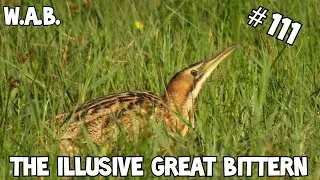BITTERN at reed field | Texel, the Netherlands | Wild Animal Behaviour #111