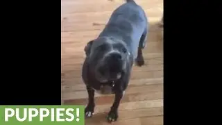 Pit Bull super thrilled to go out for walk