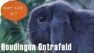 Houdingen Ontrafeld: dit betekenen de verschillende HOUDINGEN van je konijn + terminologie
