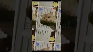 Make cat meow excited using dj Stay Slow 😊😘