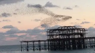 Amazing pattern making Starling Birds Flock...