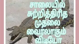 சாலையில் சுற்றித்திரித முதலை வைரலாகும் விடியோ