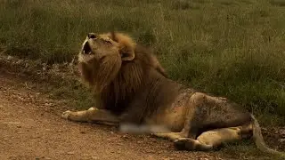 Oloimina Black Rock Male Lion Warning Intruders to stay away | Masaimara | Today