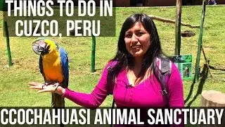 Cuzco, Peru: Ccochahuasi Animal Sanctuary. Day Two (Vlog 28)