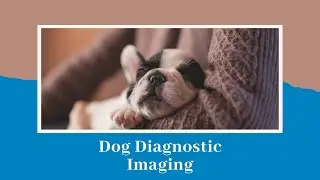Dog Medical Imaging, Ultrasound, MRI, X-rays, Radiographs
