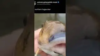 the northern hogsucker #meme #fyp