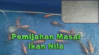 Cara Gampang Memijahkan Ikan Nila