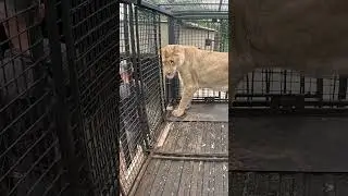 LIONS Reunite with Kevin. New Membership video! #cat #wildlife #nature
