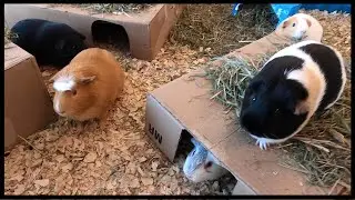Guinea pigs wheeking for dandelion greens
