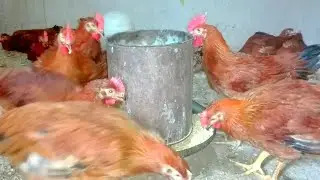 عمر الفراخ الساسو 52يوم عايزه فراخك توصل أعلى الأوزان وبدائل العلف شوفي الفيديو ده