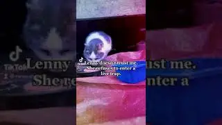 Lenny in Tomahawk Drop Trap Training on TikTok 01.13.21