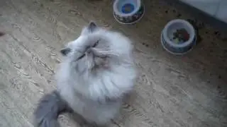 himalayan perser colourpoint charly
