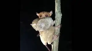 Spectral Tarsier Natural Habitat Footage While Active In the Evening