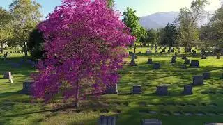 The Crepe Myrtle Tree of May