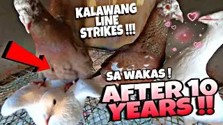 SA WAKAS PUMARES NA KALAPATI NATING SI KALAWANG KAY JANSSEN - PROVEN 99% COCK AT 1% HEN 😂😂😂