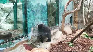 Zoo de beauval, serre aux Gorilles