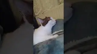 Kotek 🥺musi 🥹dojść do siebie bo paskudni ludzie .. 🥴SUB💗❤️💓