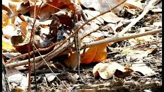Sitana ponticeriana✨ Reptiles Nallamala forest | Andhra Pradesh  Rupak