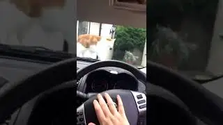 cat scared by car horn