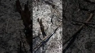 dicas como plantar bachiaria na cinza local de queimada