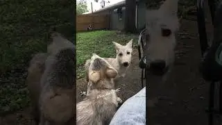 Throwback to Istas and Akela puppy howls. Crazy they are 8 years old now. Time goes by fast.