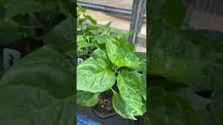 Habanero World&rsquo;s Hottest Chili Pepper #9farms #greenhousegrowing #greenhouse