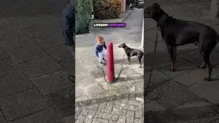Smart Dog Saves The Day ❤️&zwj;🩹