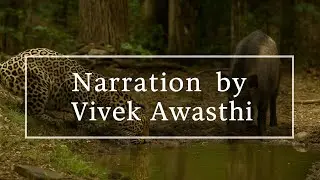 Leopard & Boar ! Wildlife Story! Written by Shri Shrinidhi Sidhantalankar🎙 Narrated by Vivek Awasthi