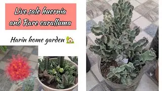 Live sale and huernia and caralluma varieties 🌵😲🧐