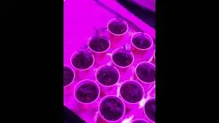 California LED Grow Setup