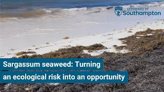 Sargassum seaweed: Turning an ecological risk into an opportunity