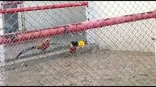 chota gala zoo....Rawlakot AJK
