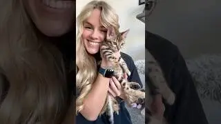 ARLO OUR BENGAL KITTEN 🐈✨🤍 #kitten #bengal #cat #catvideos