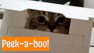 Almost 1 year old Kitty Daily Fun Stuff | Playing with new Favorite Box So cute