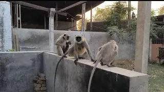 हनुमान जी का गुस्सा 😱 Hanuman Ji Angry 😡💢