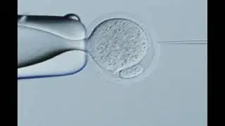 Transgenesis Movie