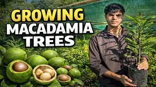 Macadamia Nuts Plants | Wholesale Price | Premium Quality #macadamianuts#macadamia#viralvideo 