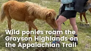 Wild ponies roam on the Appalachian Trail in the Grayson Highlands