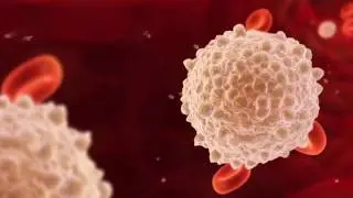 LEUCOCITOS ALTOS &raquo; Significado, Sintomas y Enfermedades Asociadas