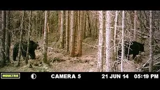 Montage Vid&eacute;o Capture Images Ours HD 2014 - Daniel Gagnon