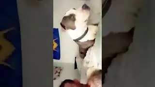 He&rsquo;s such a big baby #dogs #funnydogs #dogshorts #funnyanimals #puppy 