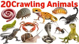 रेंगने वाले जानवरों के नाम  | 20 Crawling Animals Name
