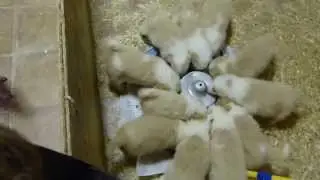 Border Collie Mafalda's - Puppies ee-red color, sons of  