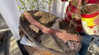 Creative Bonsai Landscape Challenge Part 9.  8-Mar-2023