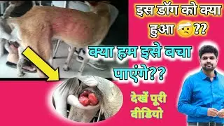 TVT in stray dog | dog मे tumor को कैसे ठीक करें | dog मे tvt का इलाज़