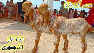 Madrasa bakra mandi/makhi cheene chhote bache/breeder bacho k fresh rate/shahzad shah official