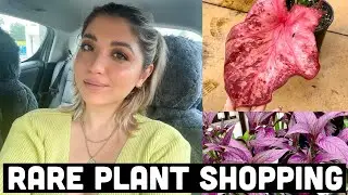 COME PLANT SHOPPING WITH ME | EDEN GARDENS NURSERY TOUR