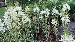 Wharf House - Bees on the camassia