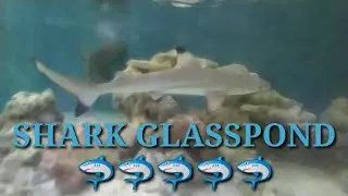 GLASSPOND HIU NGGAK PAKE RIBETT!!!!! HIUNYA SEHAT-SEHAT GUYS!!!!  /SHARK GLASSPOND REVIEW